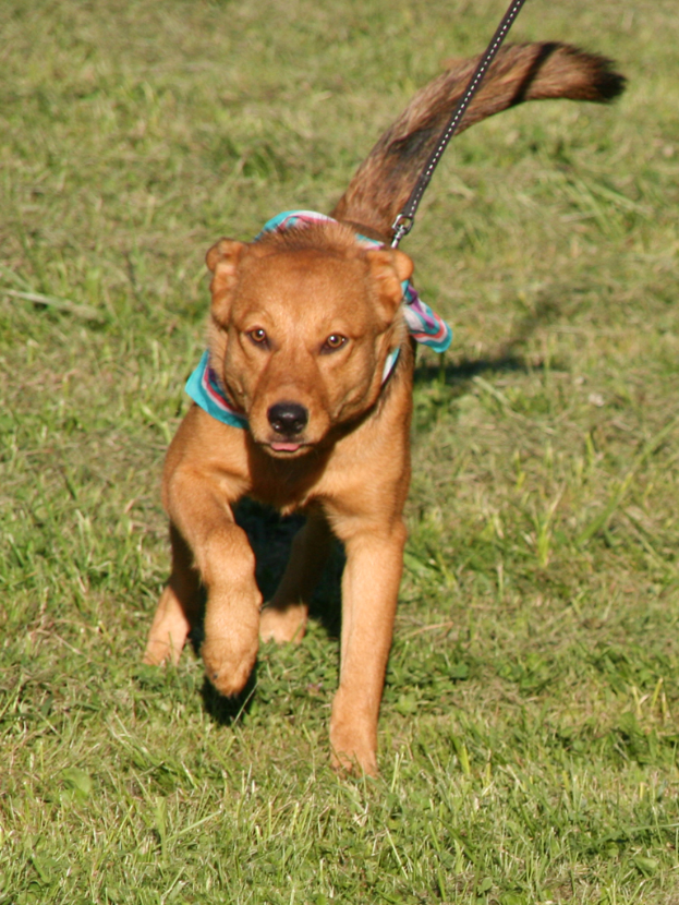 Ein Hund läuft auf einem grünen Rasen und trägt einen Hundegürtel.