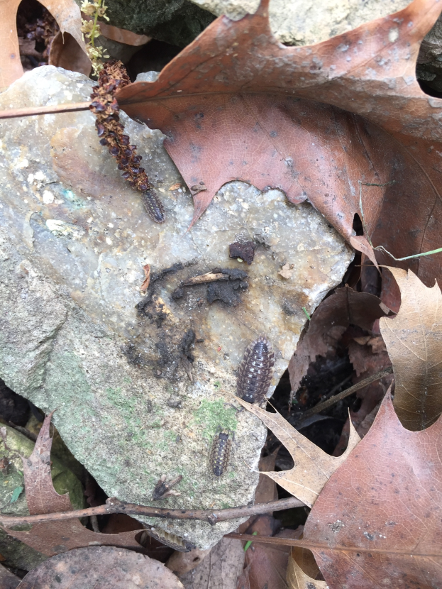 Ein Fels in einem bewaldeten Gebiet mit verstreuten trockenen Blättern und darauf krabbelnden Insekten.
