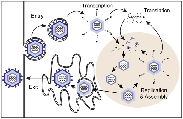 Diagramm, das den Transkriptions- und Translationsprozess in einer Zelle mit einem weißen Hintergrund darstellt.