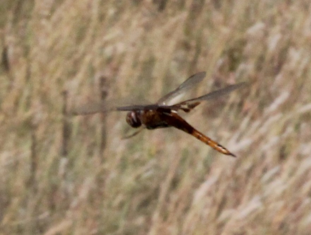 Eine Libelle, die über einem Feld mit hohem Gras fliegt und ihre Flügel weit ausbreitet.