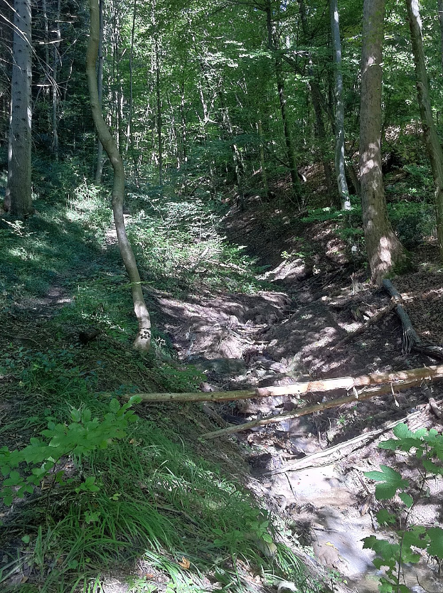Ein gewundener Pfad durch einen dichten, schattigen Wald mit hohen Bäumen und farbenfroher Vegetation, mit Text am unteren Rand.