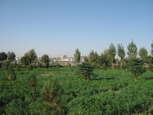 Ein Feld voller grüner Pflanzen und Bäume inmitten einer Stadt, mit Gebäuden im Hintergrund und einem klaren blauen Himmel darüber.