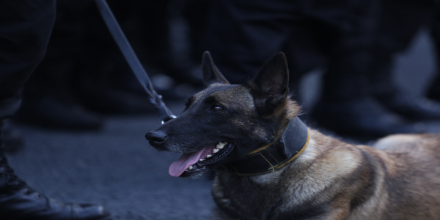 Ein Polizeihund sitzt neben einer Person auf dem Boden, die einen Gürtel und Stiefel trägt.