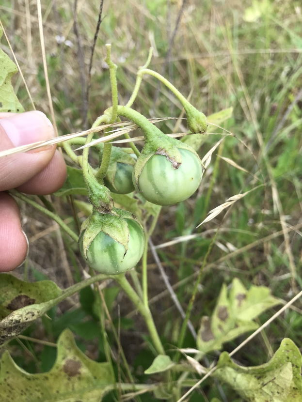 Eine Hand, die einen Bund grüner, mit Mehltau infizierter Tomaten h├Ąlt, mit Pflanzen und Gras im Hintergrund.