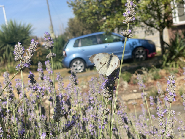 Blauer Wagen vor einem Lavendelfeld mit einer weißen Schmetterlings auf einer Blume, Bäume und ein Gebäude im Hintergrund