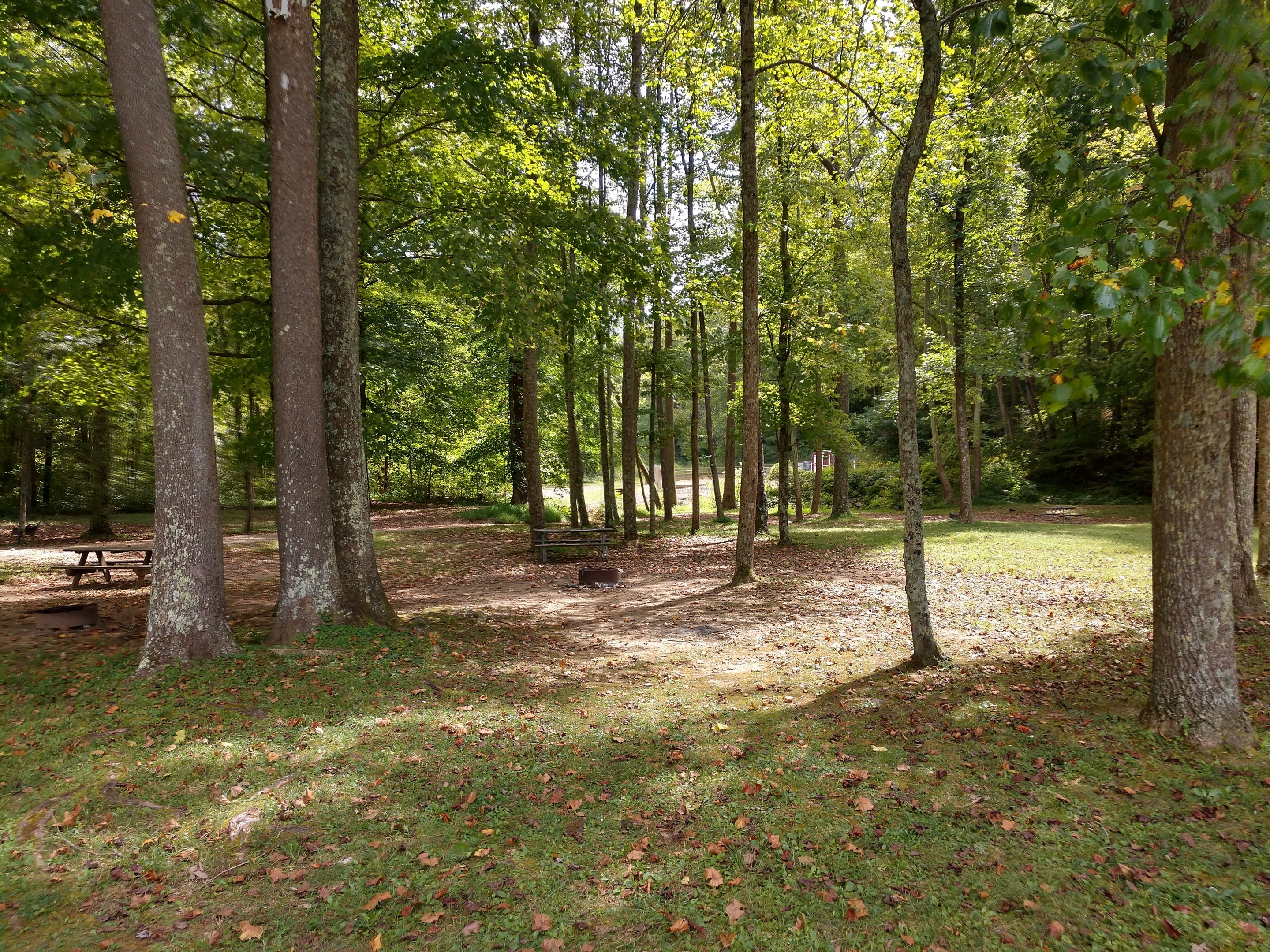 Ein Park mit zahlreichen Bäumen, verstreuten Bänken und bunten Herbstblättern auf dem Boden.