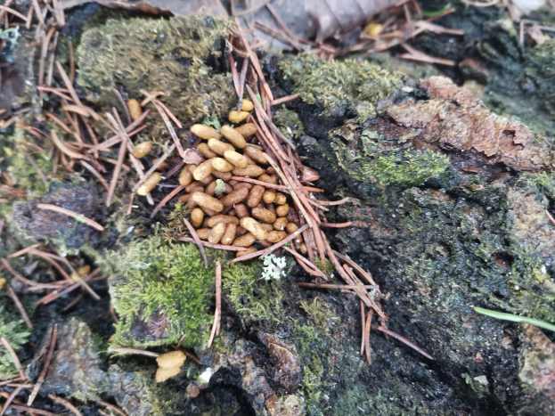 Nahaufnahme eines Baumstamms in einem bewaldeten Gebiet mit Nüssen auf seiner Rinde, umgeben von Gras, trockenen Blättern und Zweigen.