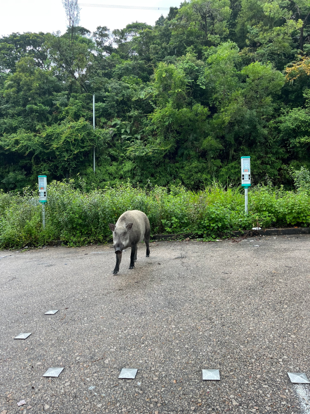Ein Wildschwein durchquert einen Parkplatz neben einem Wald, mit Bäumen und Pflanzen im Hintergrund.