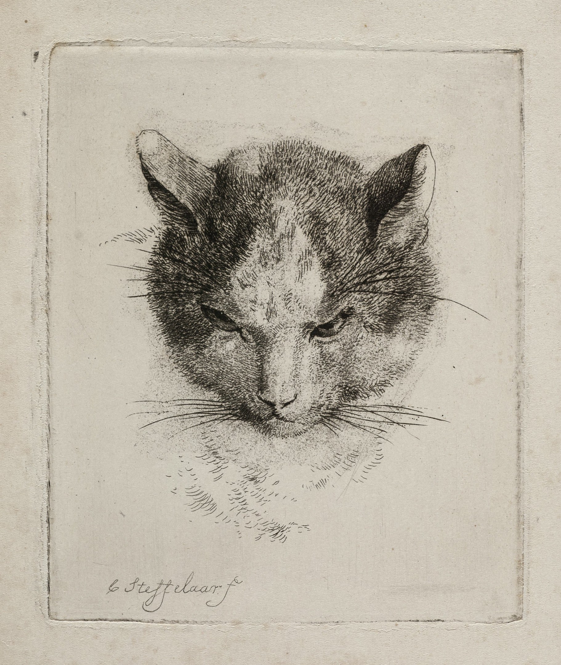 Schwarze und weiße realistische Zeichnung einer Katze mit großen Augen, aufgestellten Ohren, langen Schnurrhaaren und einer eingerollten Schwanzspitze auf einem Blatt Papier mit fetter Schrift.