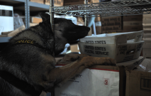 Ein schwarzer und brauner Polizeihund liegt auf einem Stapel Kisten in einem Lagerhaus umgeben von Kartonagen auf Regalen.