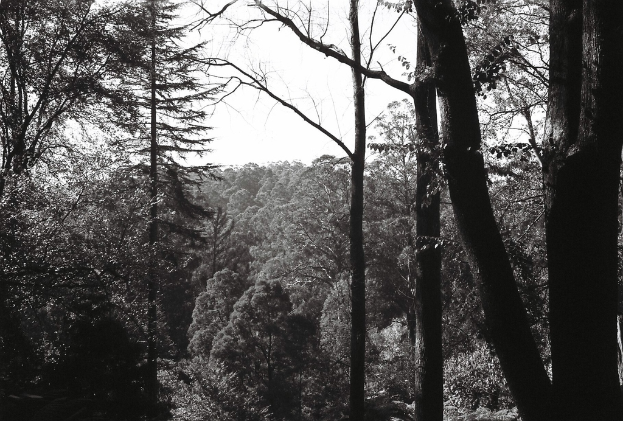 Ein dichter Wald mit verschiedenen Baumarten.