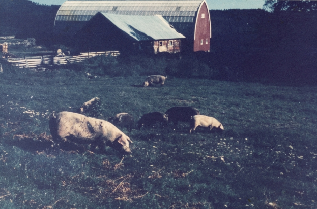 Eine Gruppe von Schweinen grast in einem Feld neben einem roten Bauernhof, umgeben von einem hölzernen Zaun, Bäumen und einem klaren blauen Himmel.