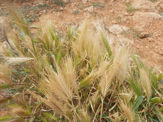 Nahaufnahme eines goldgelben Feldes reifer Roggen mit verstreuten Pflanzen und Steinen.