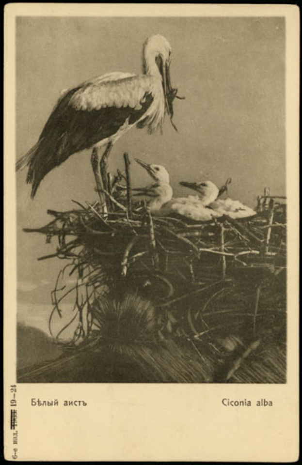 Ein altes Schwarz-Wei├če-Foto eines Storchs, der auf der linken Seite eines Nests steht, mit zwei Jungen auf der rechten Seite, und Text am unteren Bildrand.