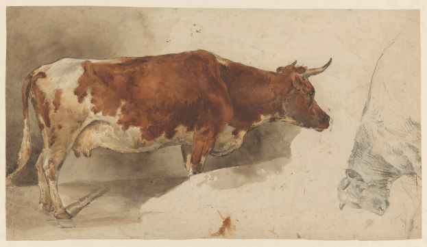 Eine braune und weiße Kuh steht aufrecht mit erhobenem Kopf und aufgestellten Ohren neben einer anderen Kuh, die wegguckt, beide auf einem Papier mit Text.