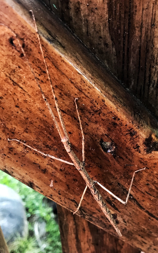 Ein Stabheuschreckennymph auf einem hölzernen Zaun mit grünen Pflanzen im Hintergrund.