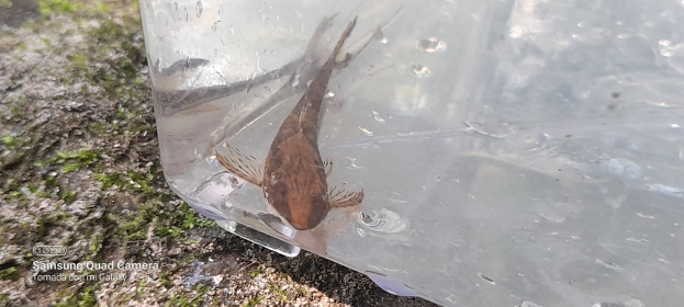 Ein kleiner Fisch, der in einem Plastikbehälter auf dem Boden schwimmt, umgeben von kleinen Pflanzen.