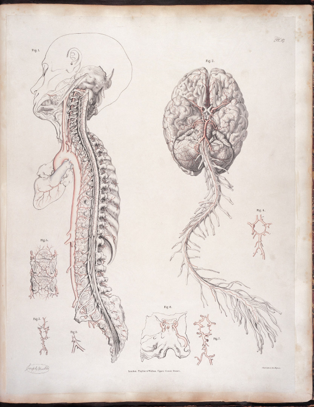 Ein offenes altes Buch mit einer detaillierten anatomischen Zeichnung des menschlichen Gehirns und der Wirbelsäule mit ausstrahlenden Nerven und Arterien, vor klassischer Typografie.