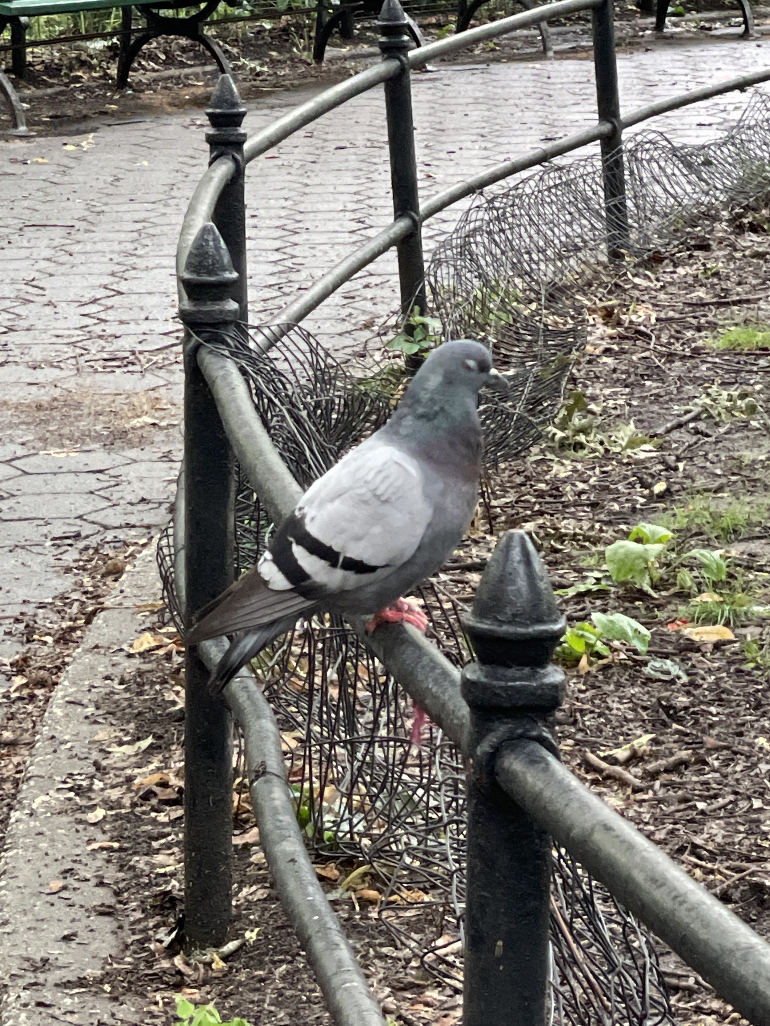 Eine Taube sitzt auf einem Metallzaun in einem Park mit grünem Gras, abgefallenen Blättern, Bänken und Bäumen im Hintergrund.