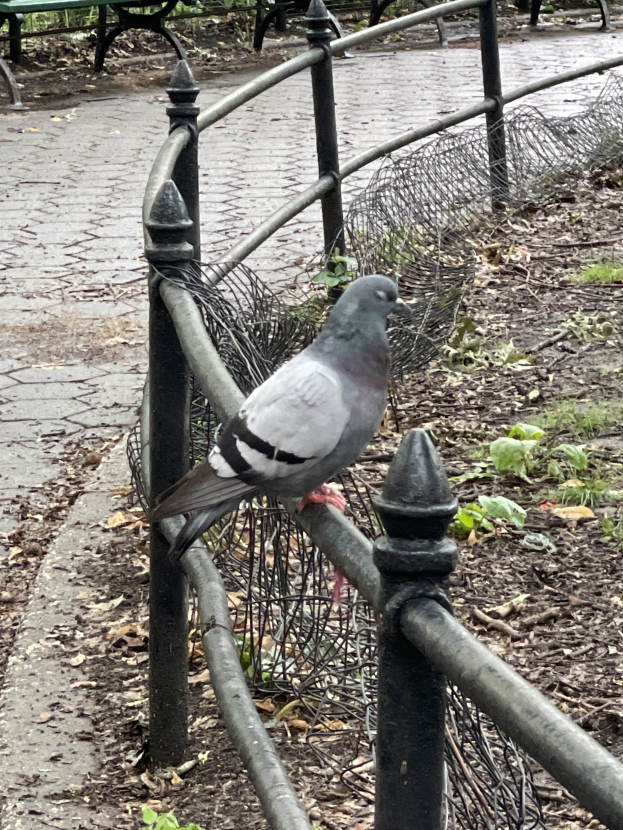Eine Taube sitzt auf einem Metallzaun in einem Park mit grünem Gras, abgefallenen Blättern, Bänken und Bäumen im Hintergrund.