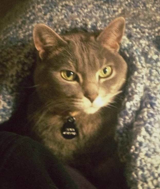 Eine braune Katze schaut direkt in die Kamera mit einem Stück Stoff über ihrem Kopf.